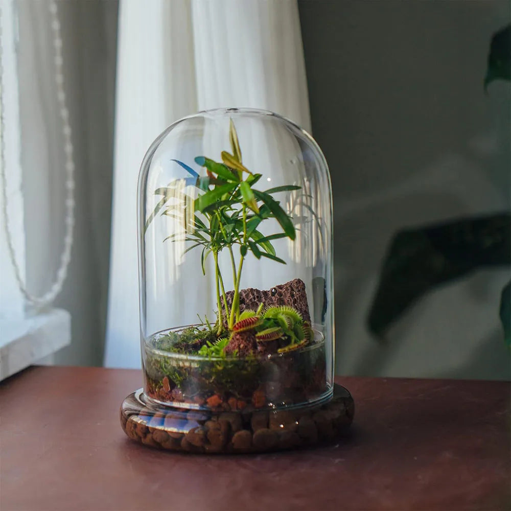 Glass Cloche Dome with Base, Clear Bell Jar Terrarium Display