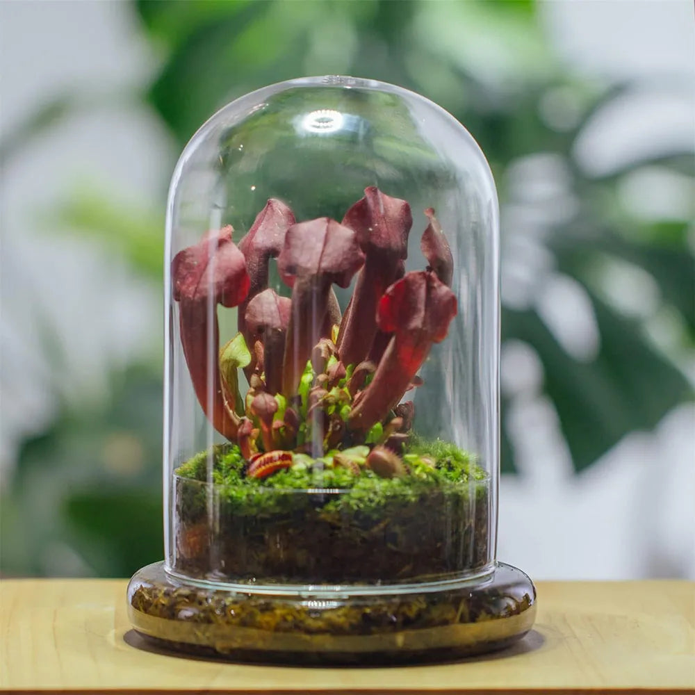 Glass Cloche Dome with Base, Clear Bell Jar Terrarium Display
