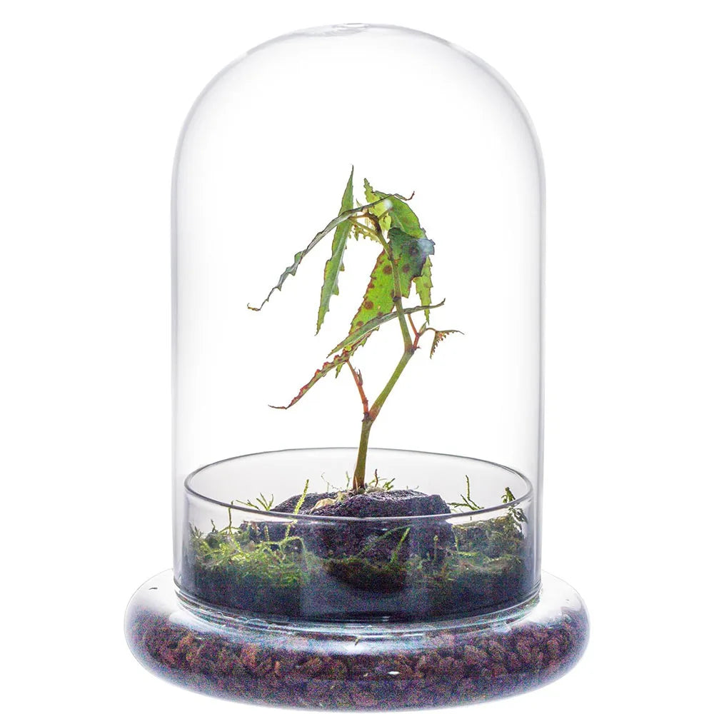 Glass Cloche Dome with Base, Clear Bell Jar Terrarium Display