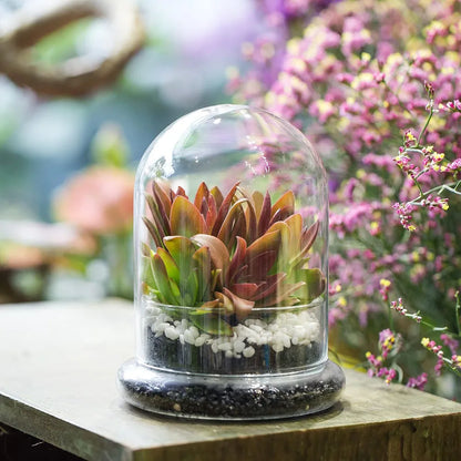 Glass Cloche Dome with Base, Clear Bell Jar Terrarium Display