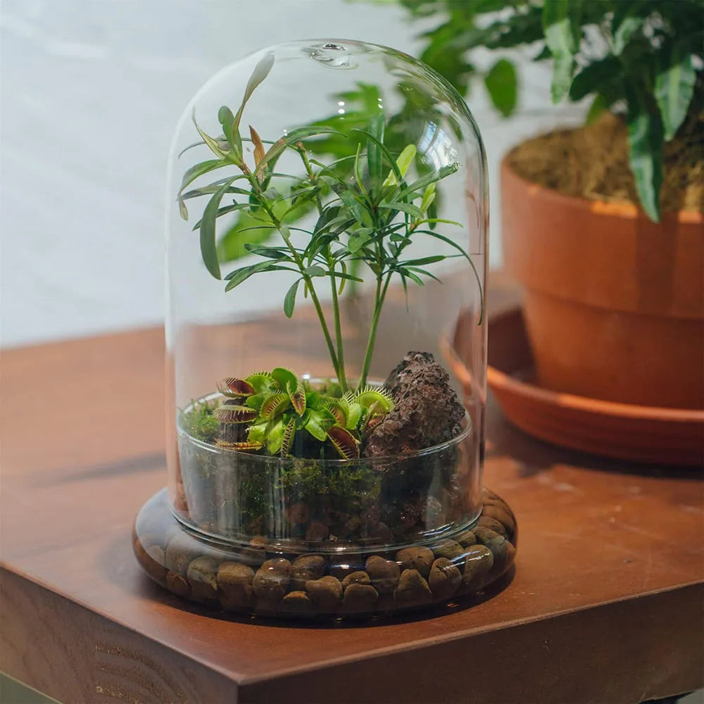 Glass Cloche Dome with Base, Clear Bell Jar Terrarium Display