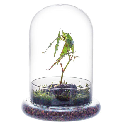 Glass Cloche Dome with Base, Clear Bell Jar Terrarium Display