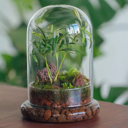 Glass Cloche Dome with Base, Clear Bell Jar Terrarium Display